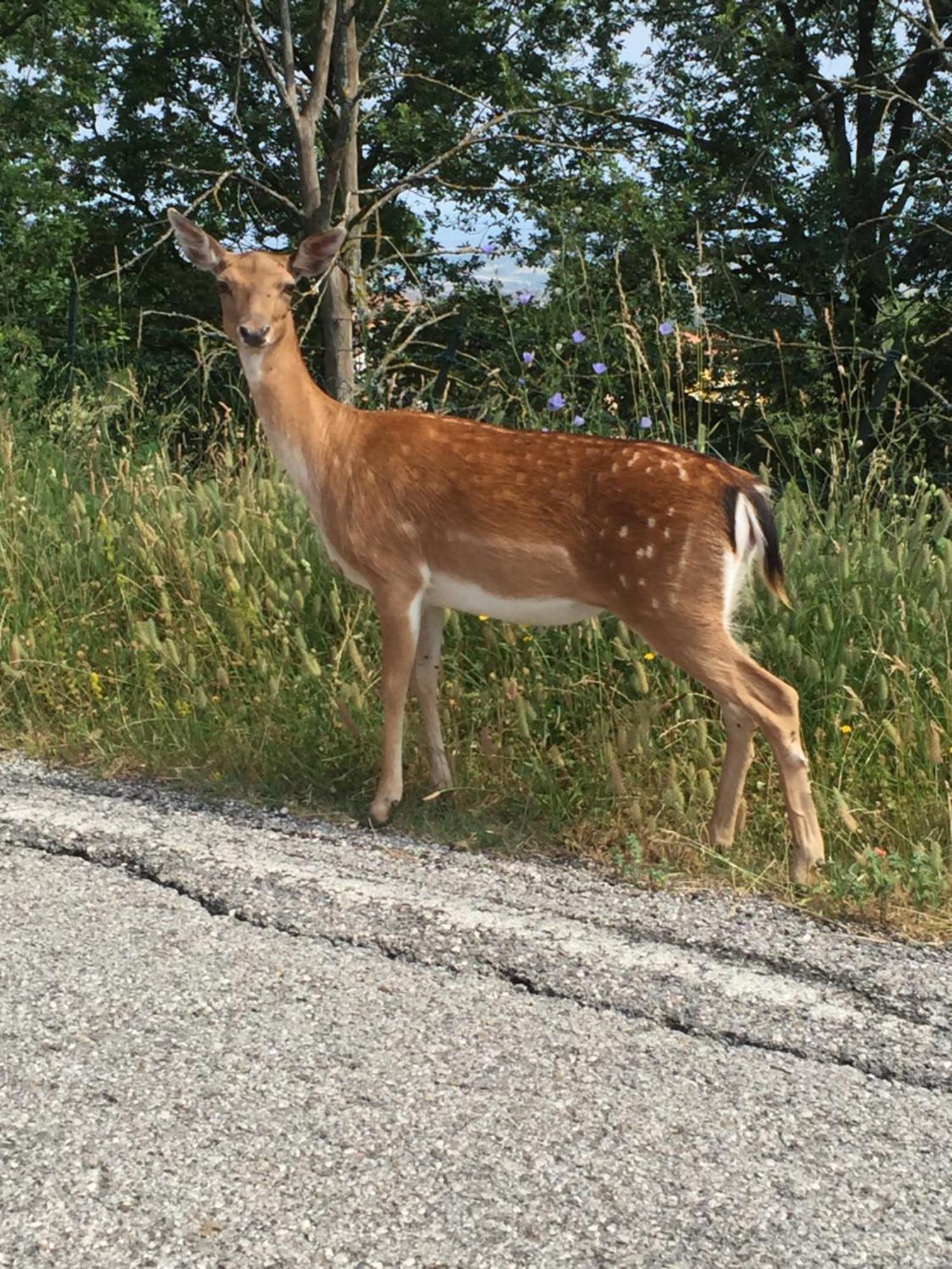 B&B Il Sentiero Dei Goti Monte Grimano Terme Kültér fotó